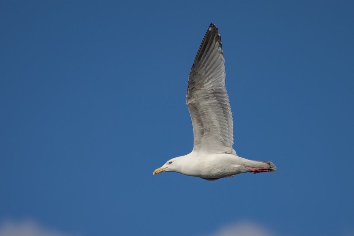 American Herring x Glaucous-winged Gull (hybrid) - ML635188877