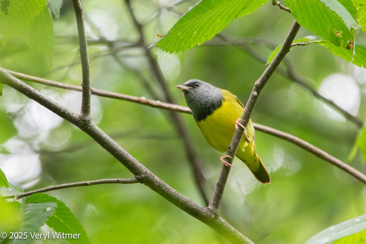 Mourning Warbler - ML635188899