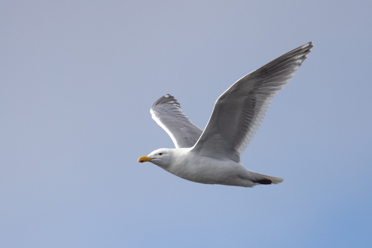 American Herring x Glaucous-winged Gull (hybrid) - ML635188929