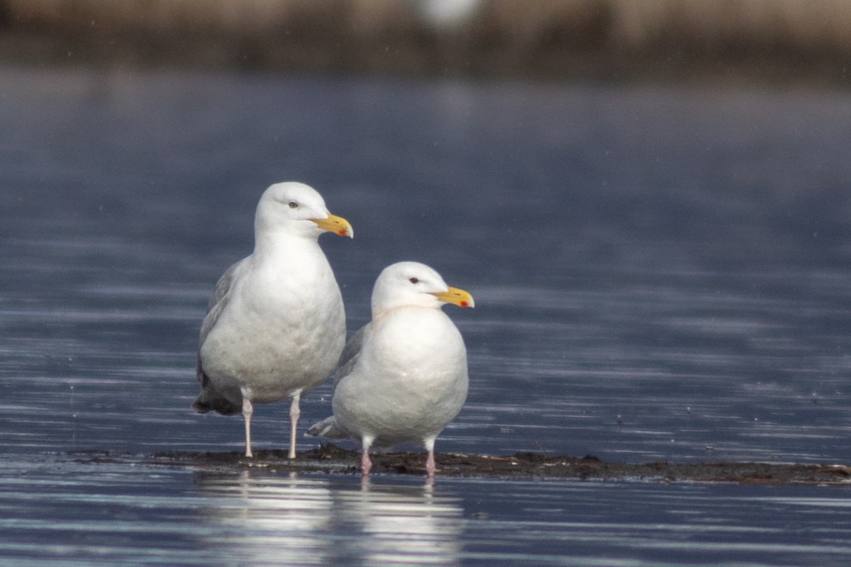 American Herring x Glaucous-winged Gull (hybrid) - ML635188947