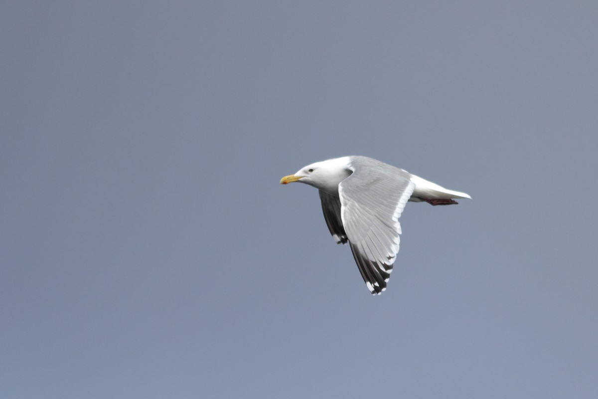American Herring x Glaucous-winged Gull (hybrid) - ML635188959