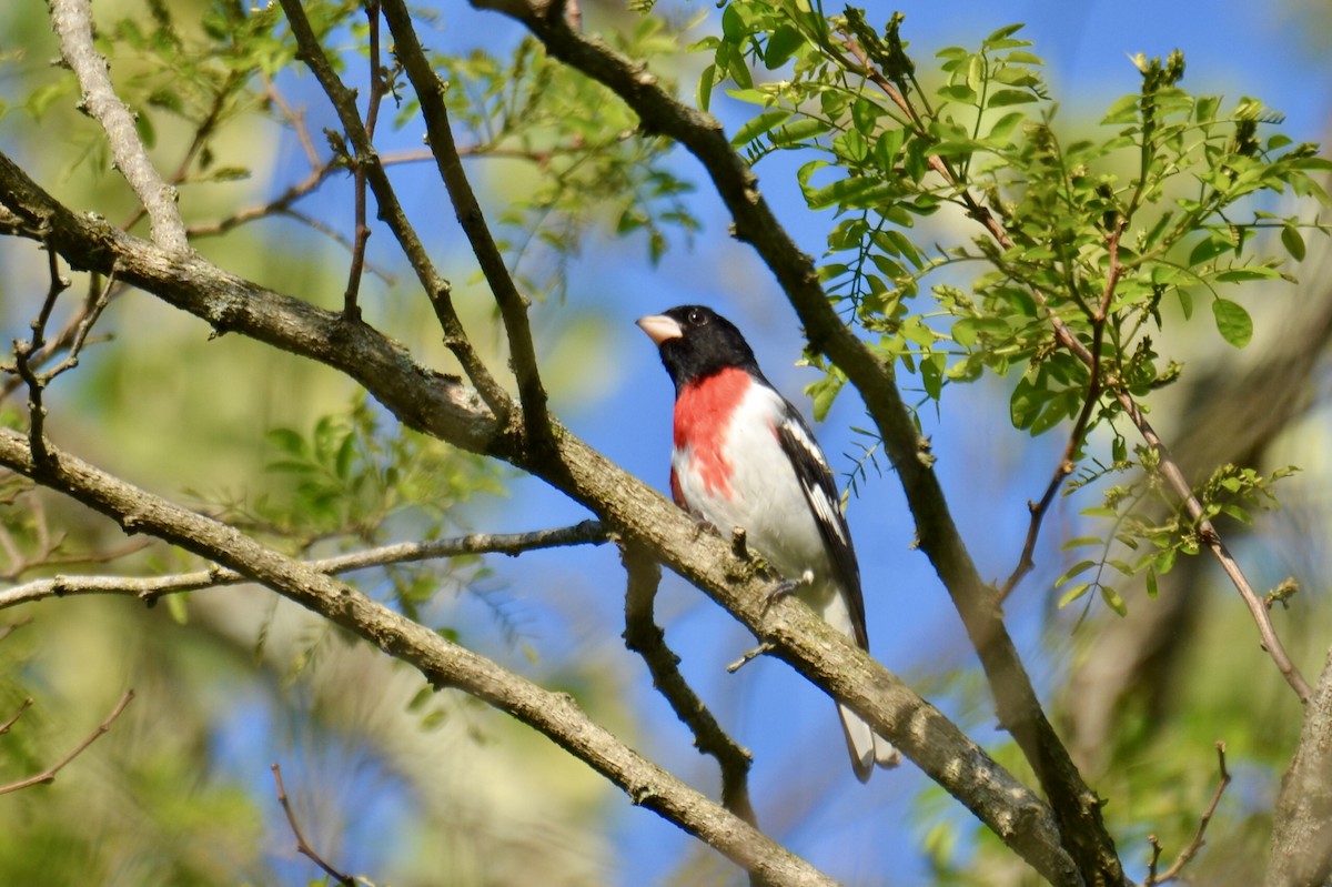 Rose-breasted Grosbeak - ML635189285