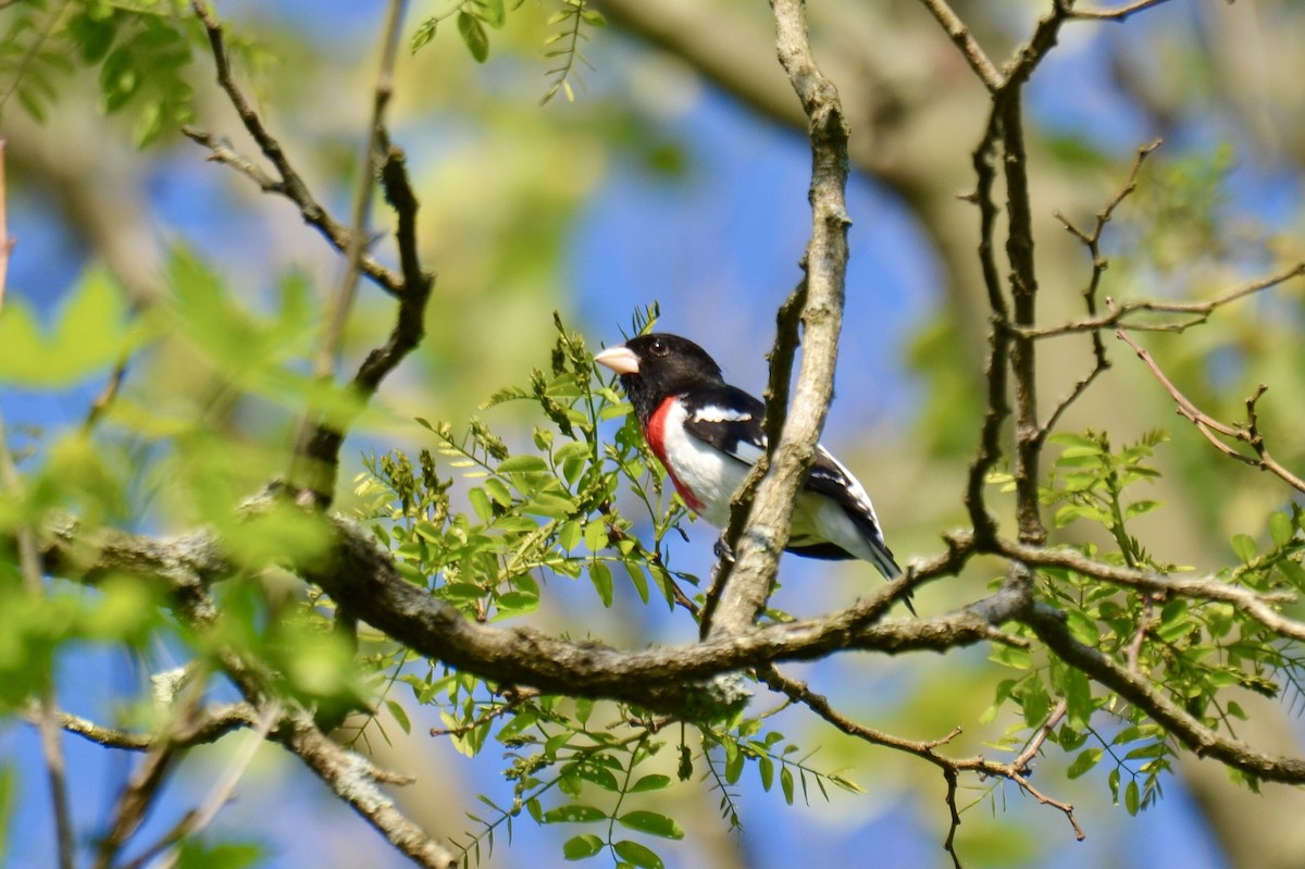 Rose-breasted Grosbeak - ML635189286
