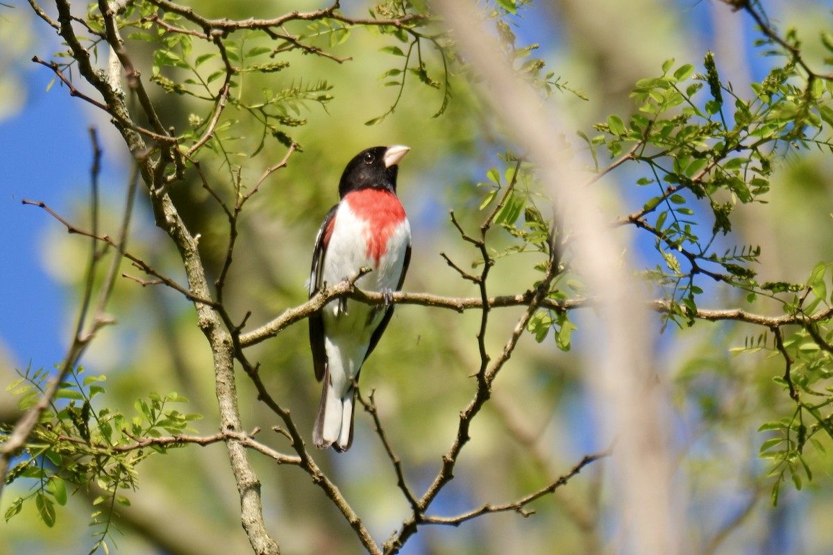 Rose-breasted Grosbeak - ML635189287
