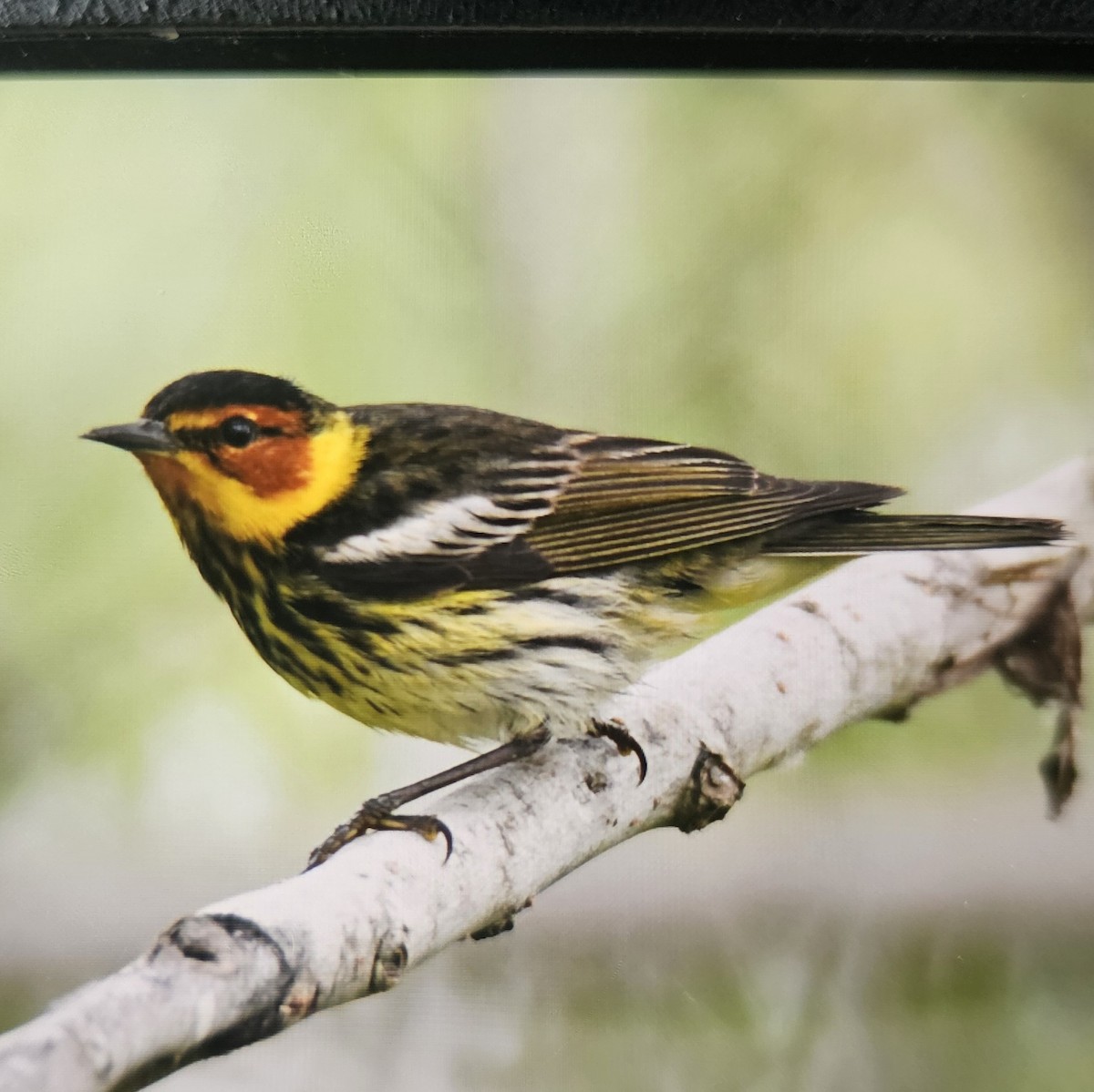 Cape May Warbler - ML635189439
