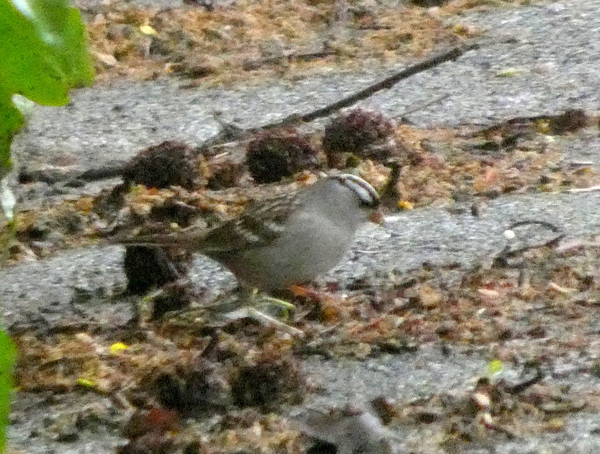 White-crowned Sparrow - ML635189490
