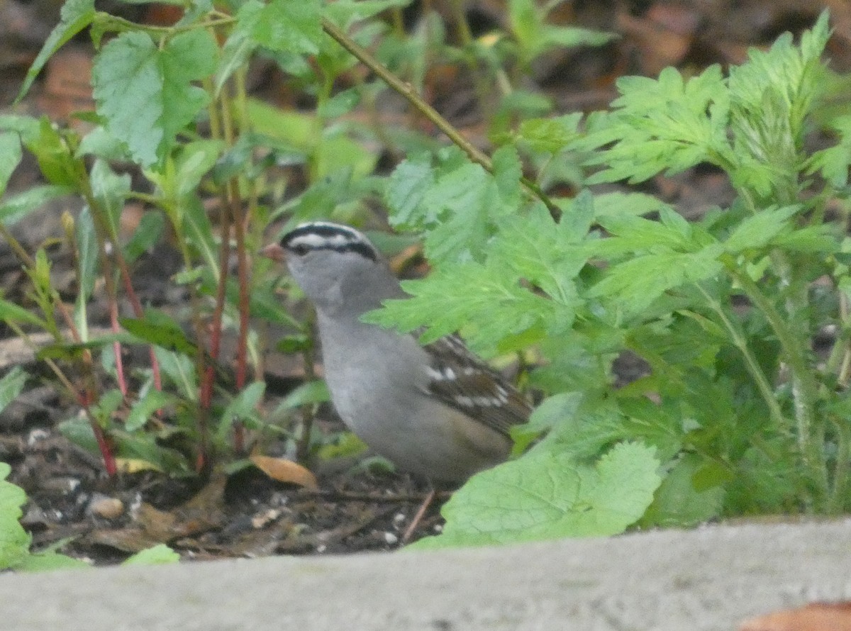 White-crowned Sparrow - ML635189491