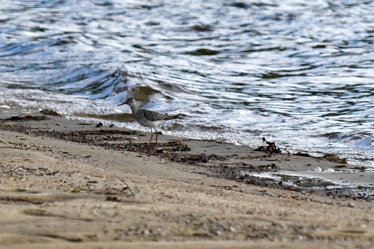 gulbeinsnipe - ML635189550