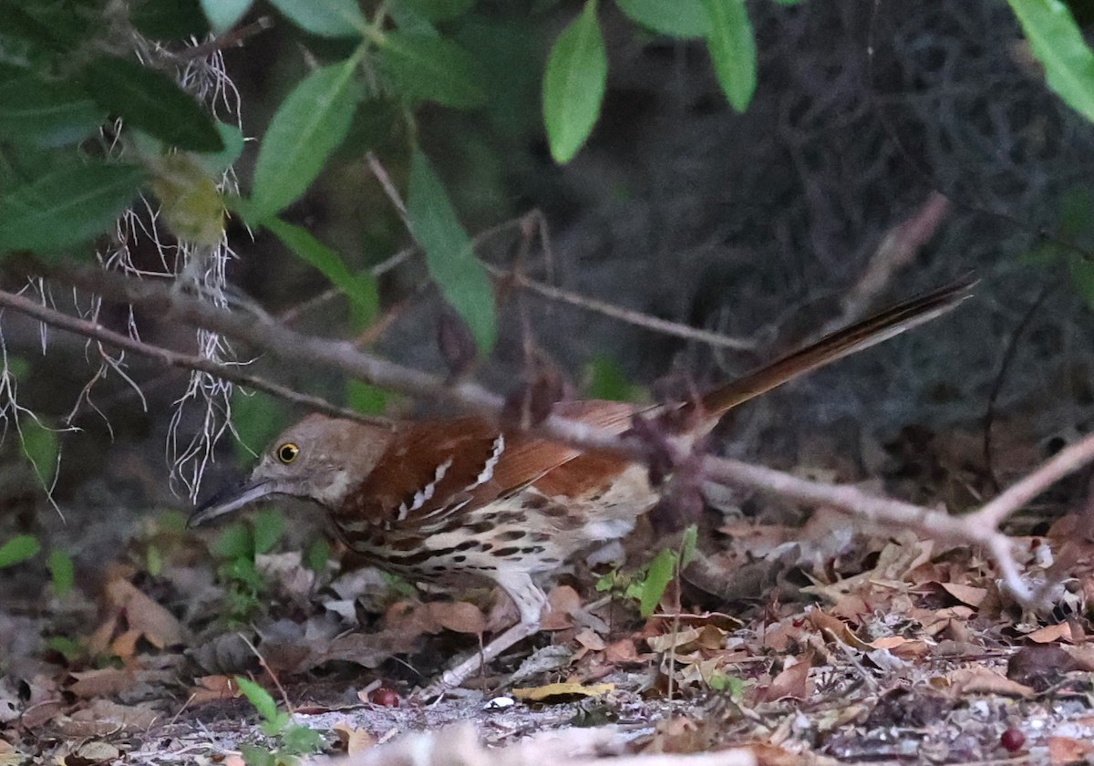 Brown Thrasher - ML635189582