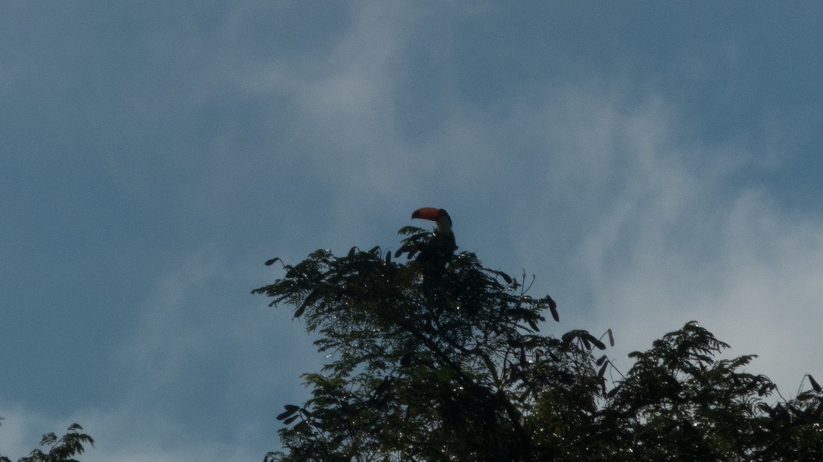 Toco Toucan - ML635189591
