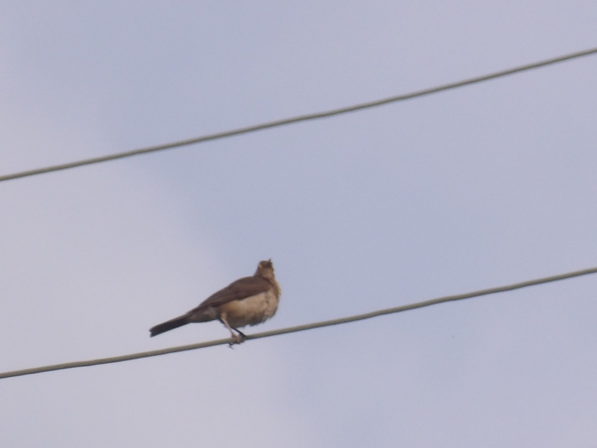 Spectacled Thrush - ML635189731