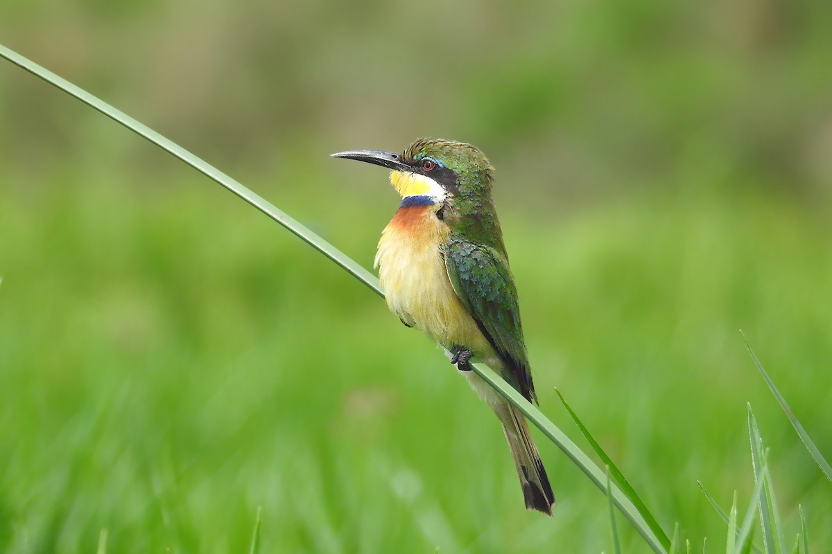 Blue-breasted Bee-eater - ML635189836
