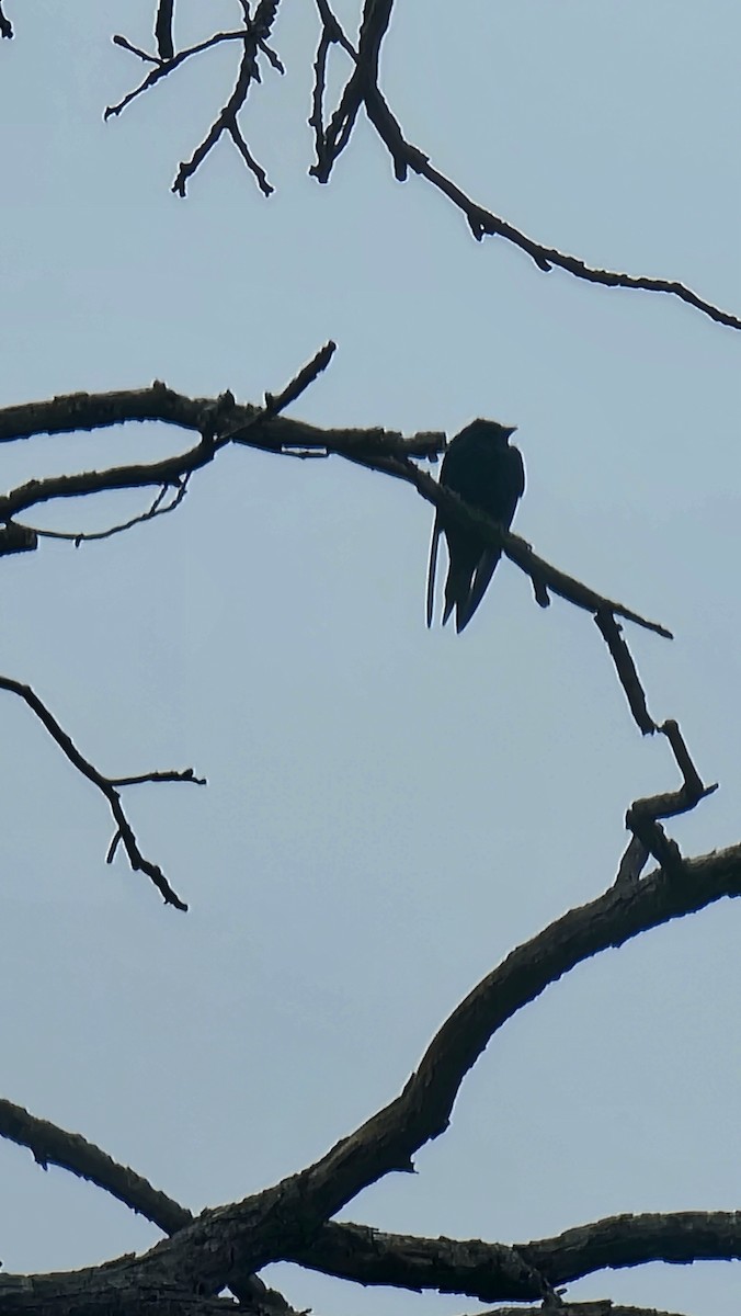 Purple Martin - ML635189853