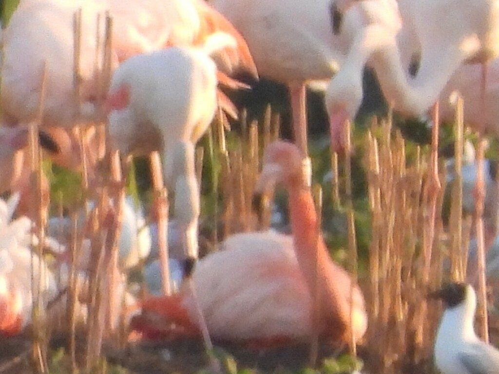 American x Greater Flamingo (hybrid) - ML635189876