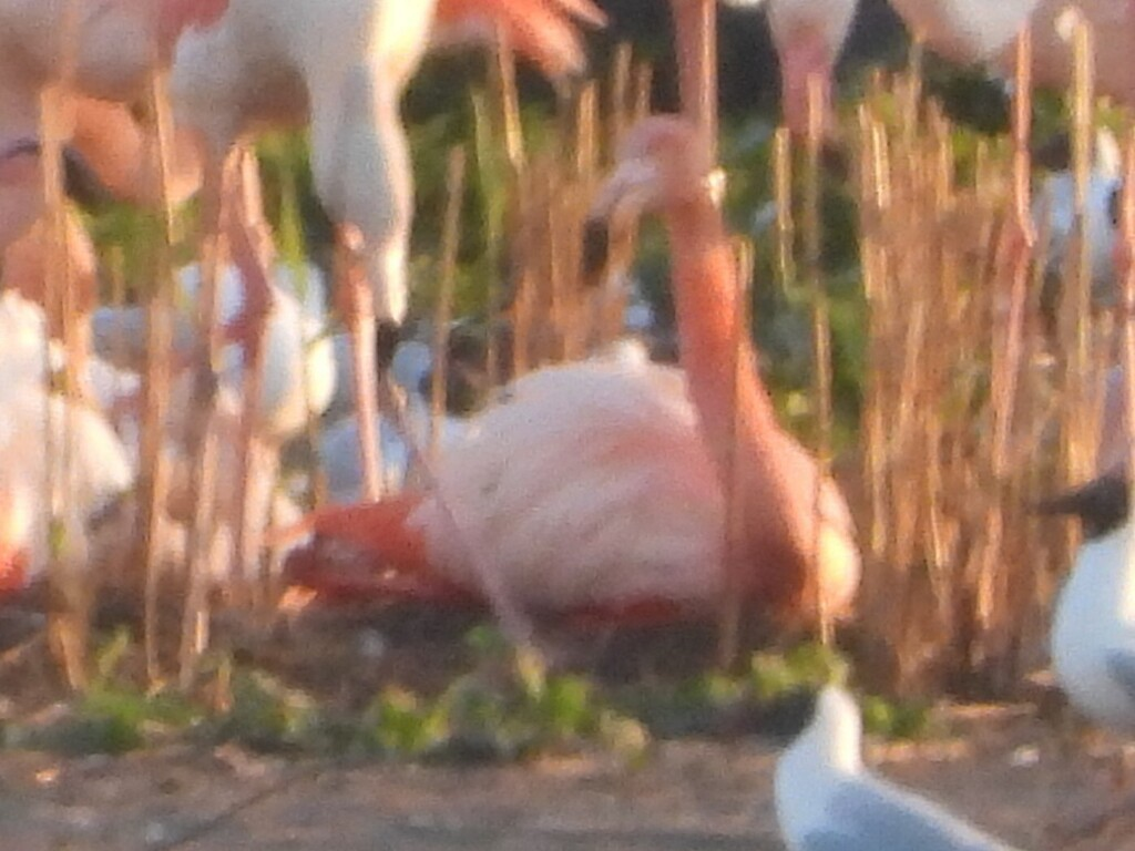 American x Greater Flamingo (hybrid) - ML635189885