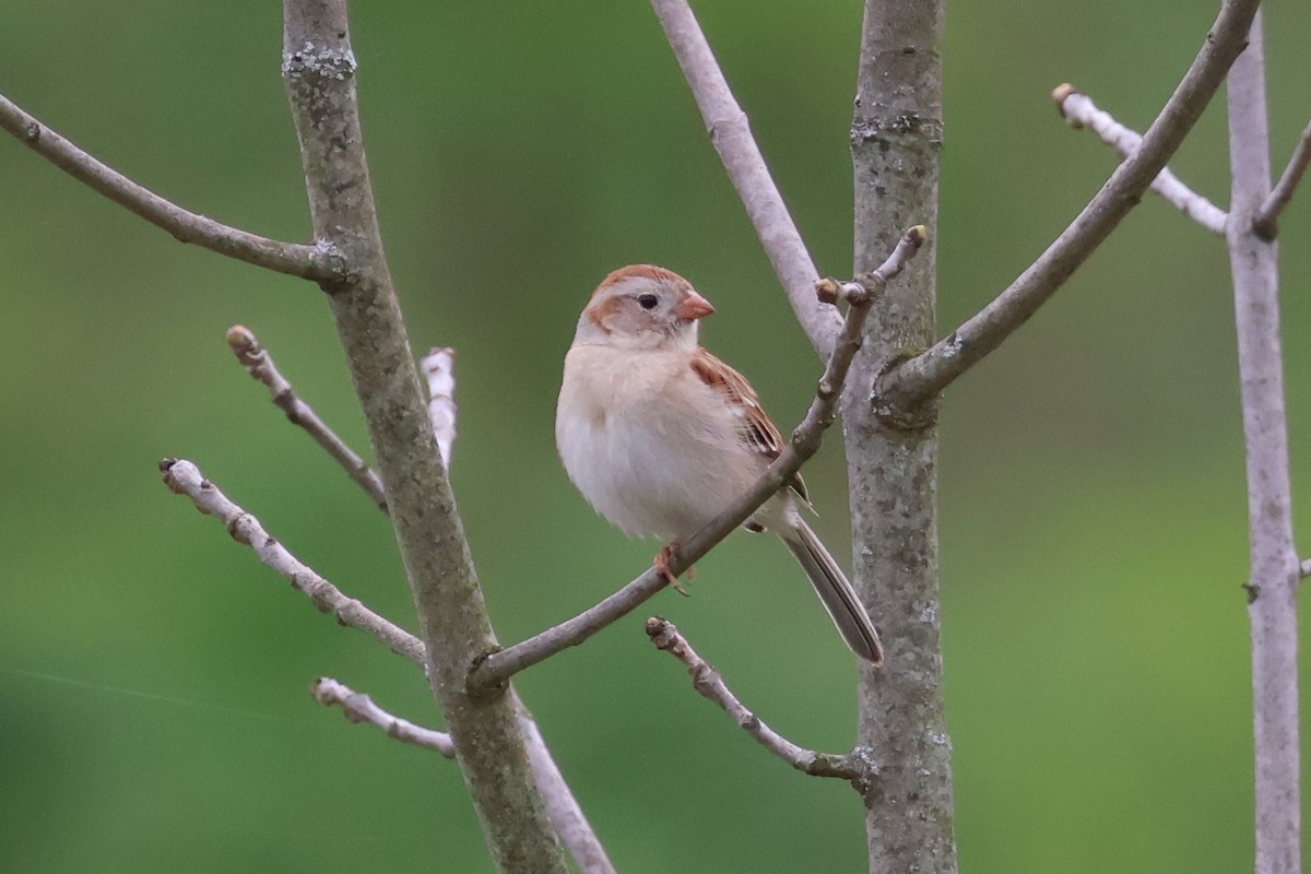Field Sparrow - ML635189941