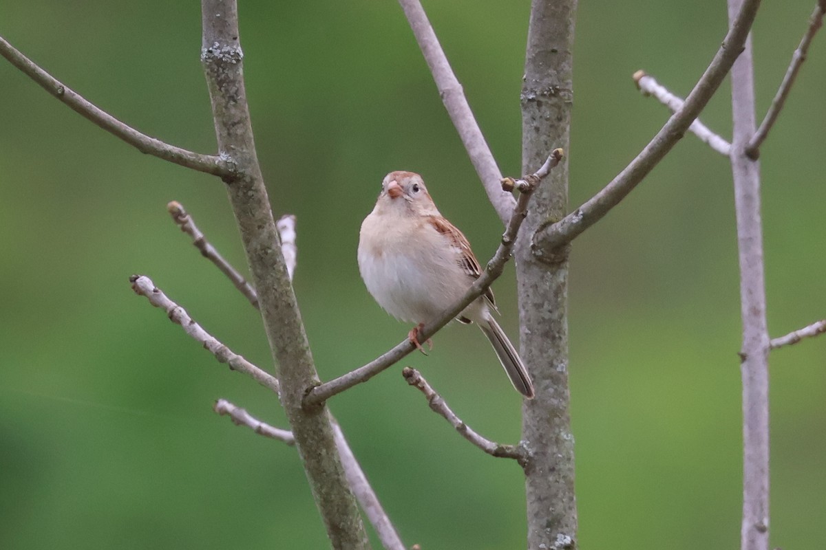 Field Sparrow - ML635189942