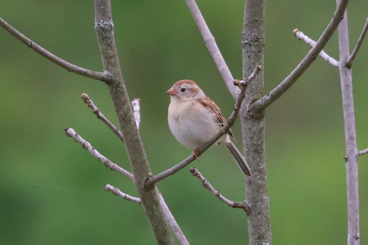 Field Sparrow - ML635189943