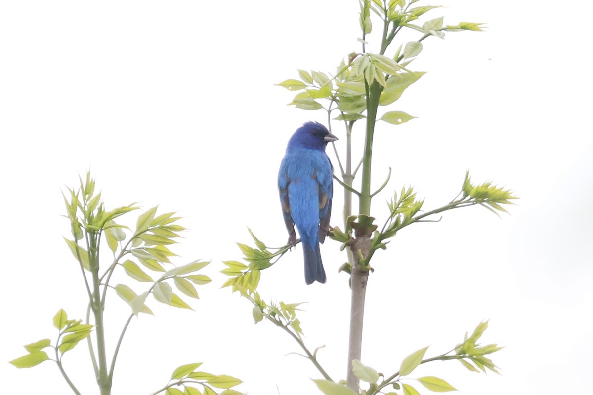 Indigo Bunting - ML635189948