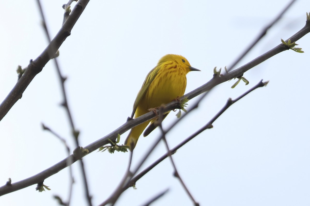 Yellow Warbler - ML635189953