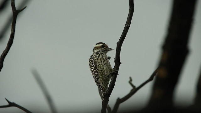 Checkered Woodpecker - ML635189964