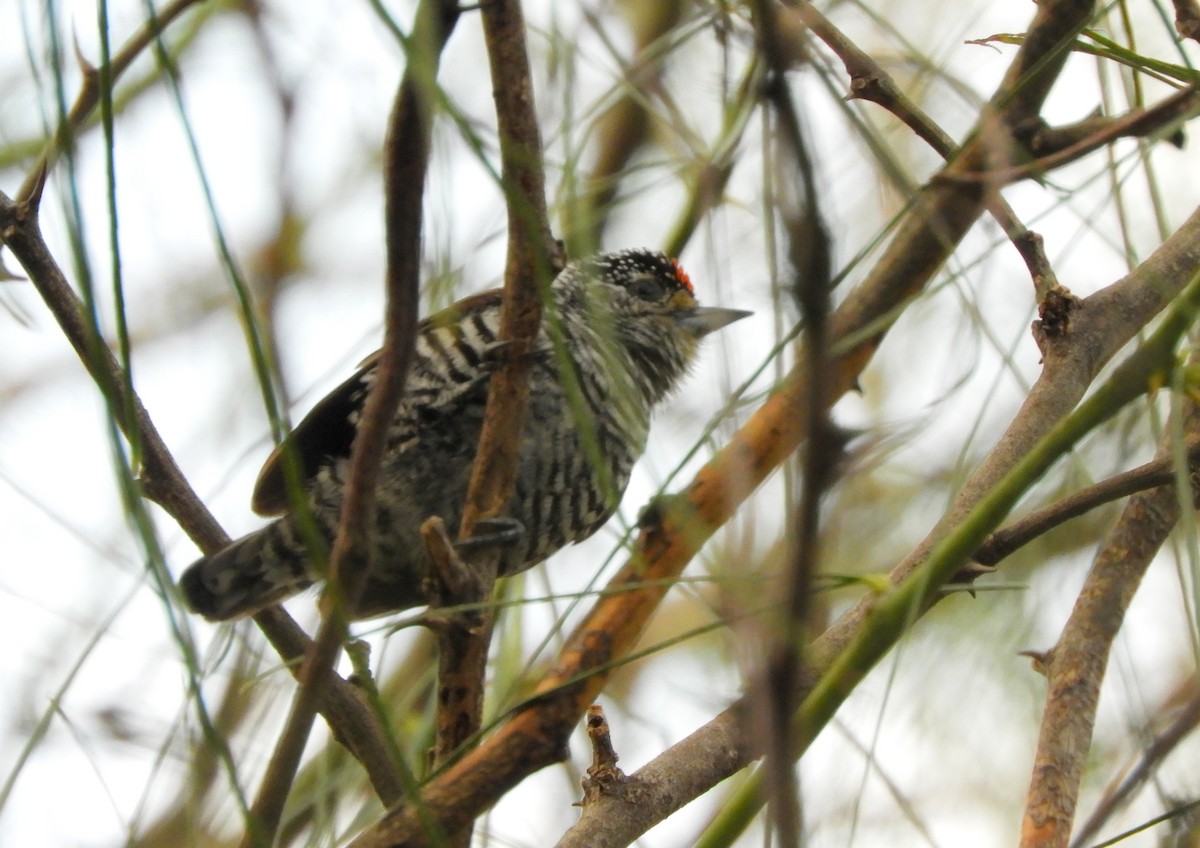 White-barred Piculet - ML635189981