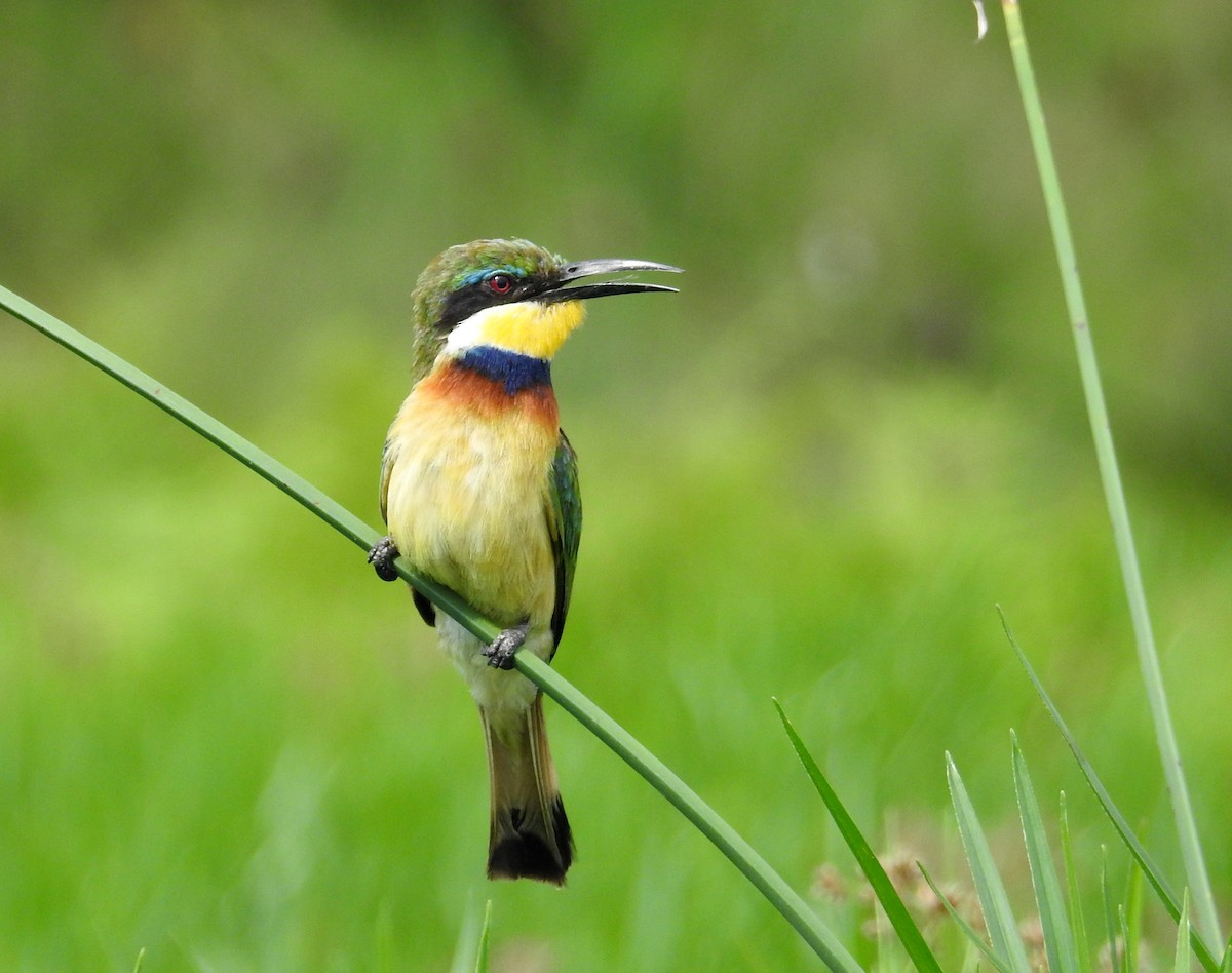 Blue-breasted Bee-eater - ML635190029