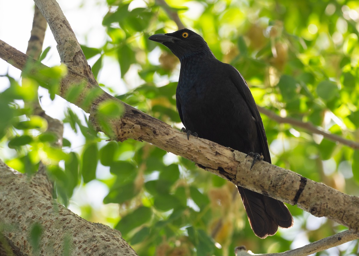 Micronesian Starling - ML635190117