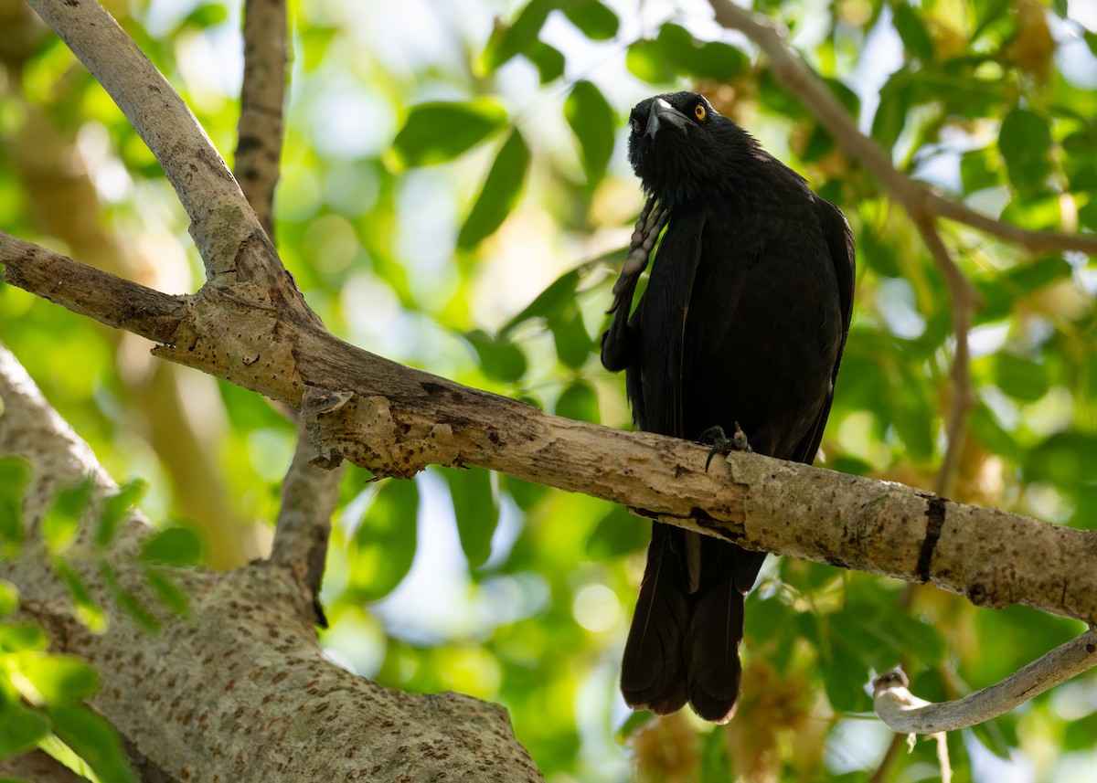 Micronesian Starling - ML635190118