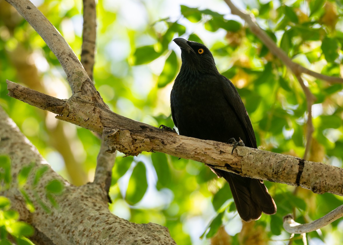 Micronesian Starling - ML635190119