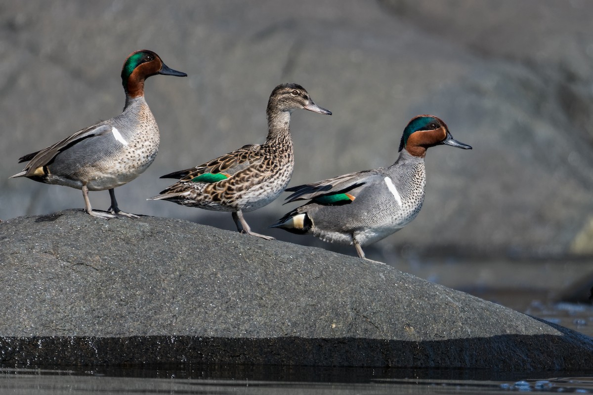 Чирянка мала - ML635190165