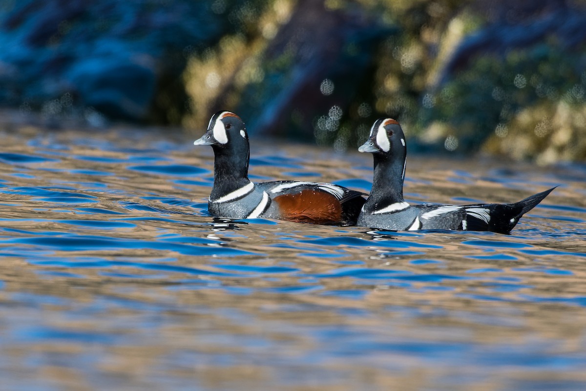 Каменярка - ML635190190