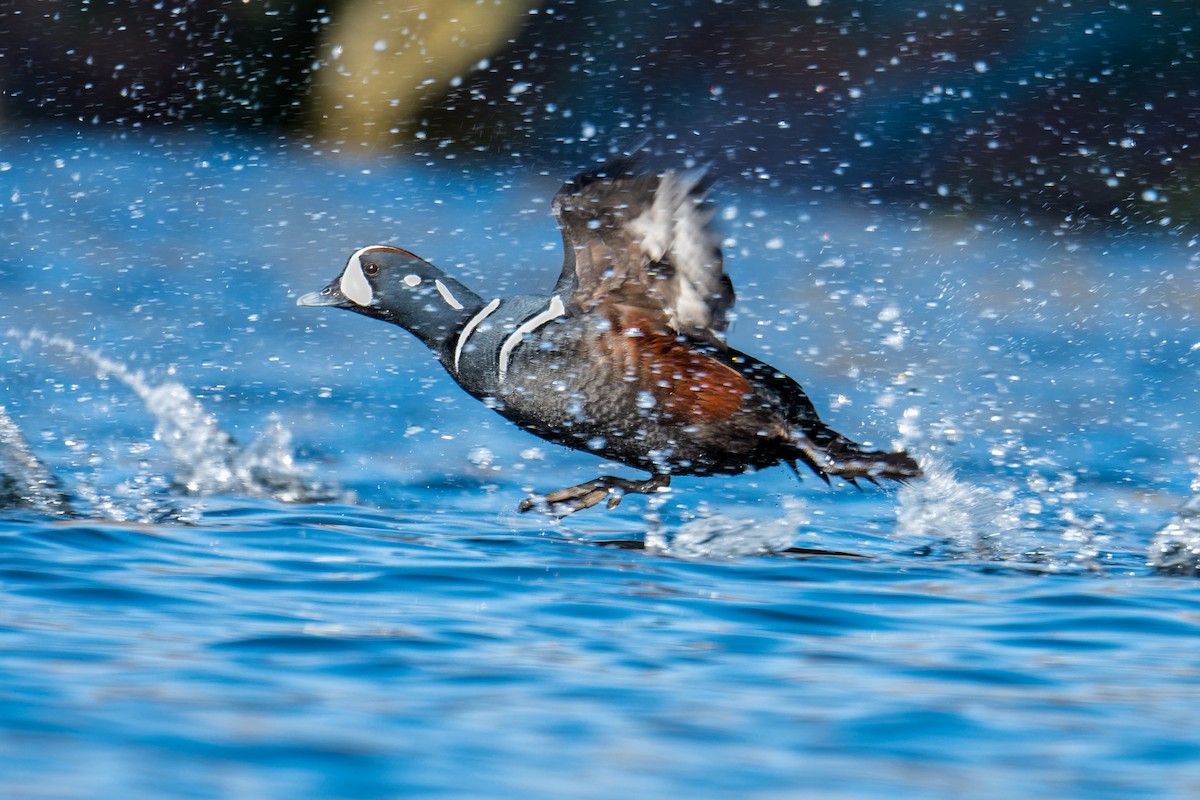 Каменярка - ML635190191