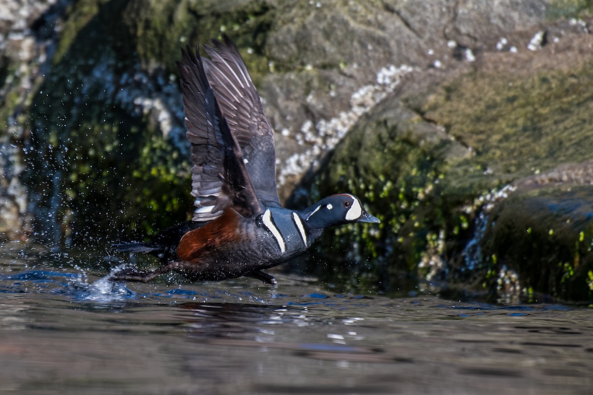 Каменярка - ML635190192