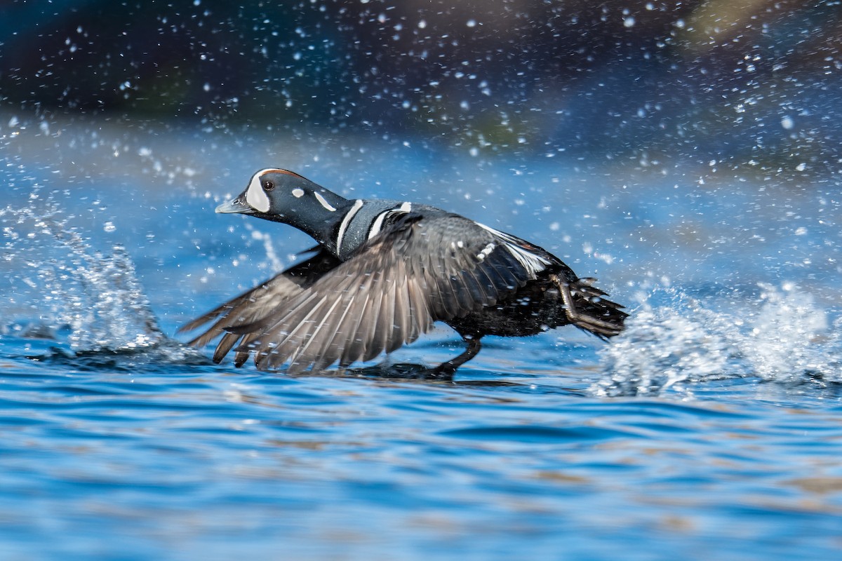 Каменярка - ML635190193