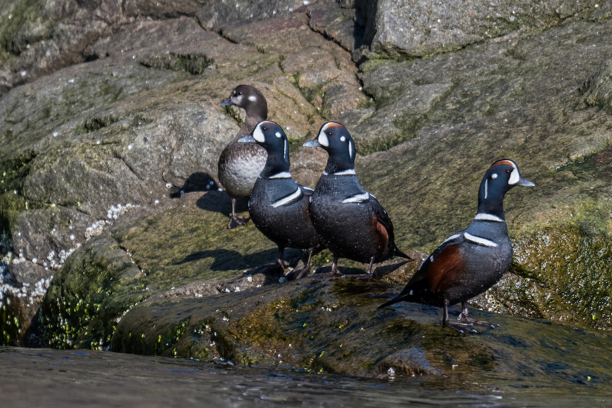 Каменярка - ML635190194