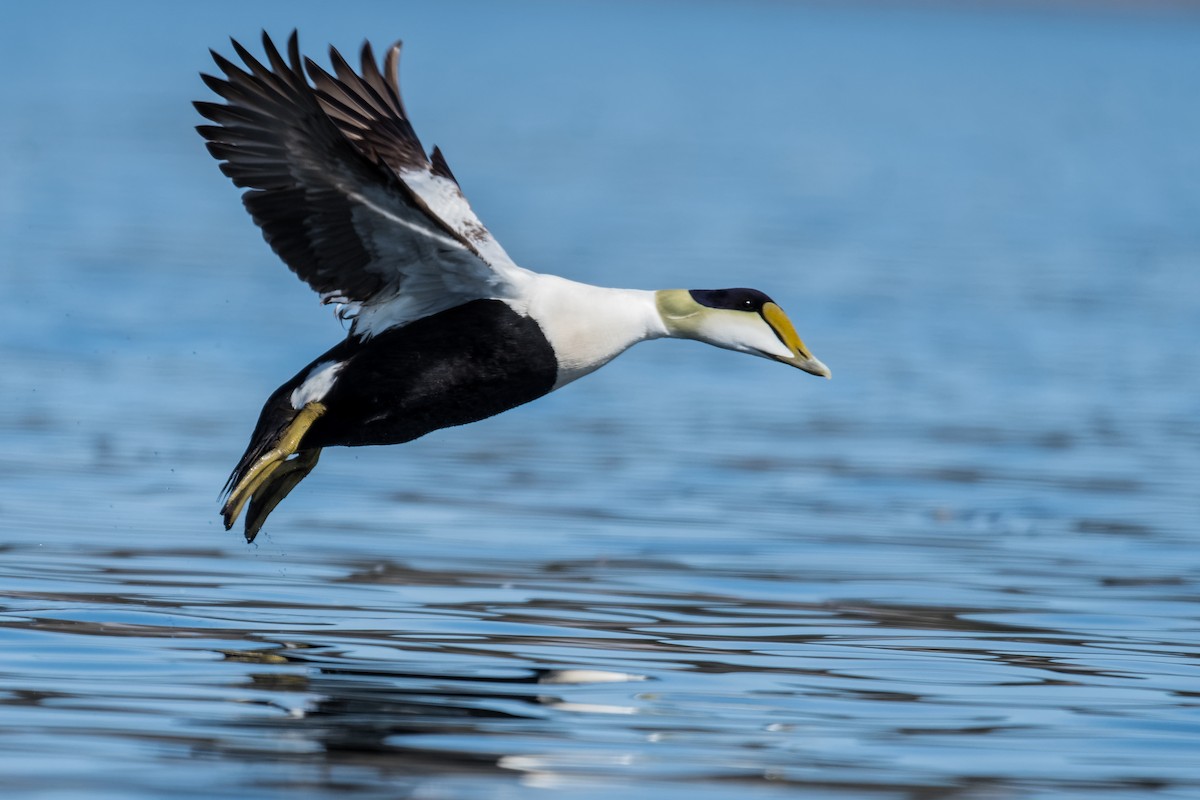 Пухівка зеленошия - ML635190226