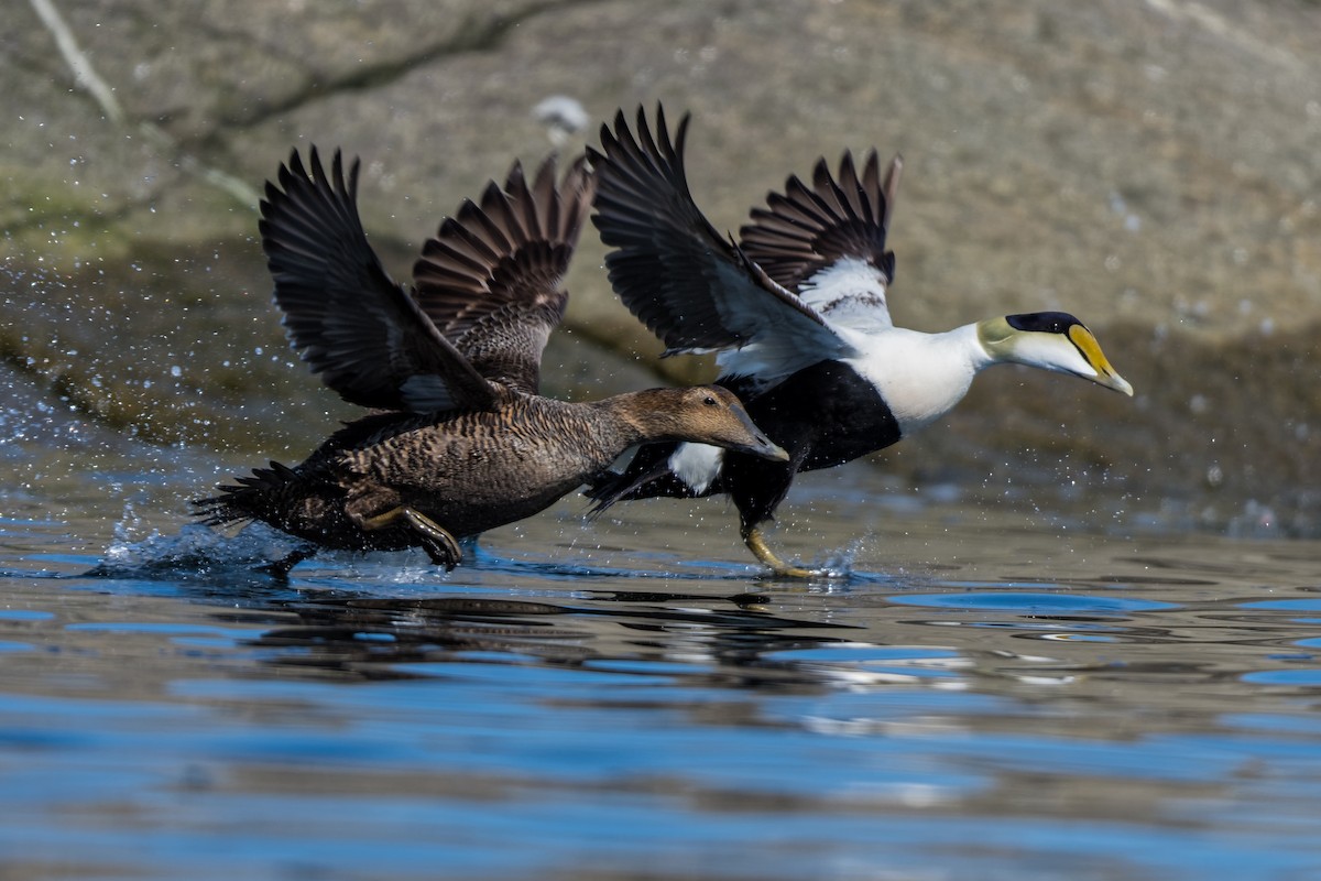 Пухівка зеленошия - ML635190227