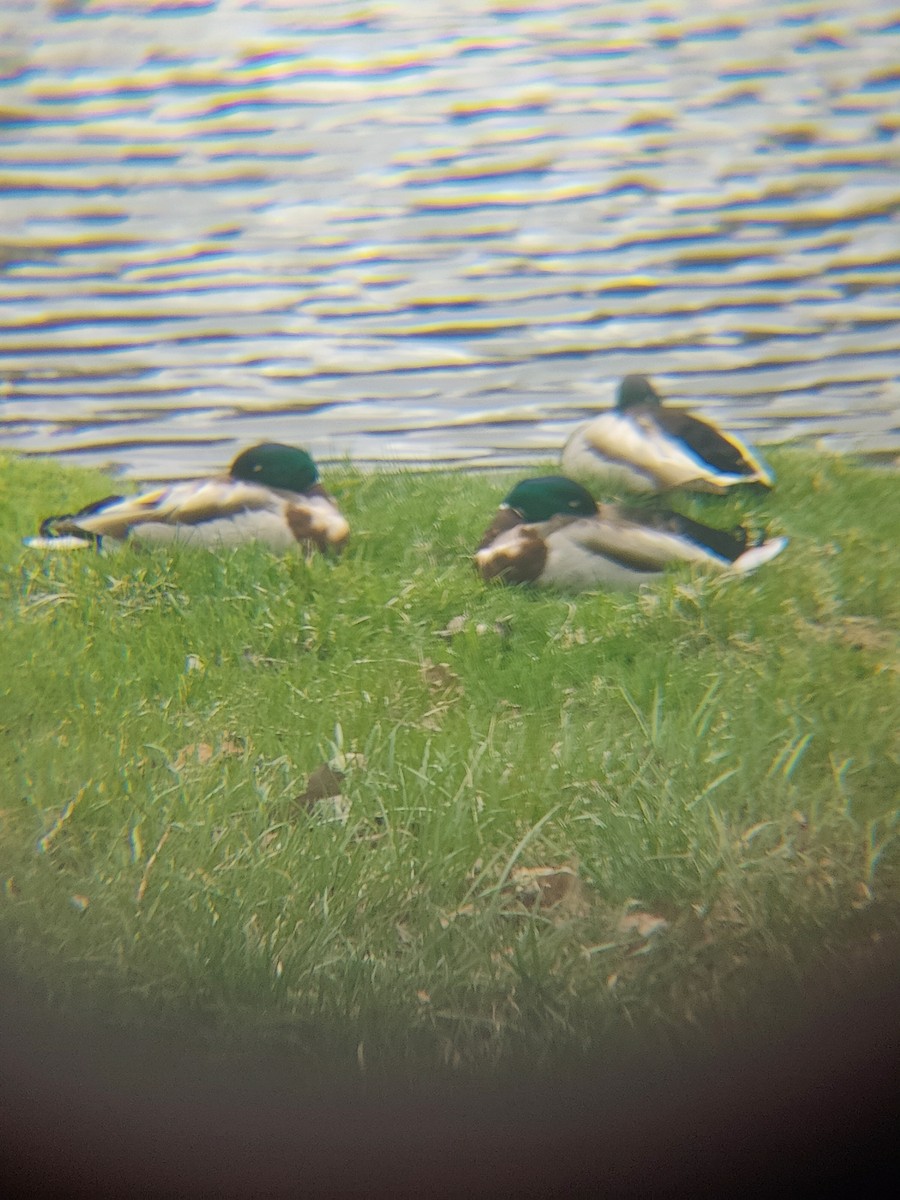 stokkand - ML635190239