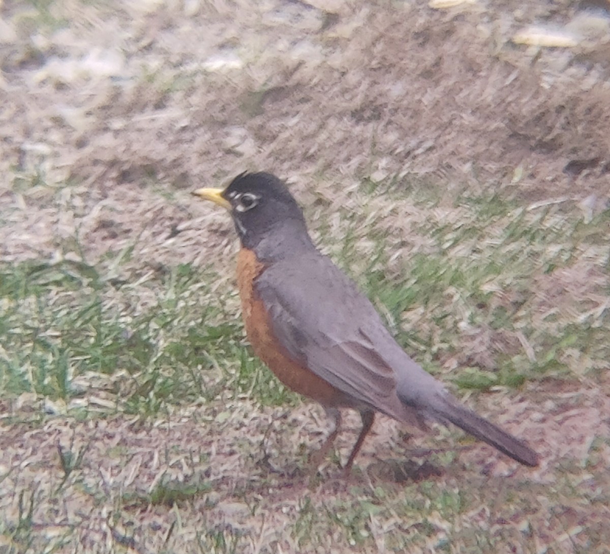 vandretrost - ML635190273