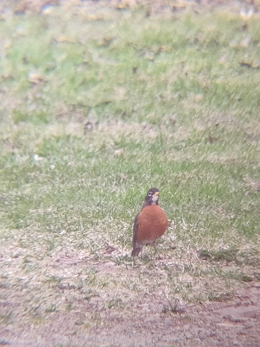 vandretrost - ML635190274