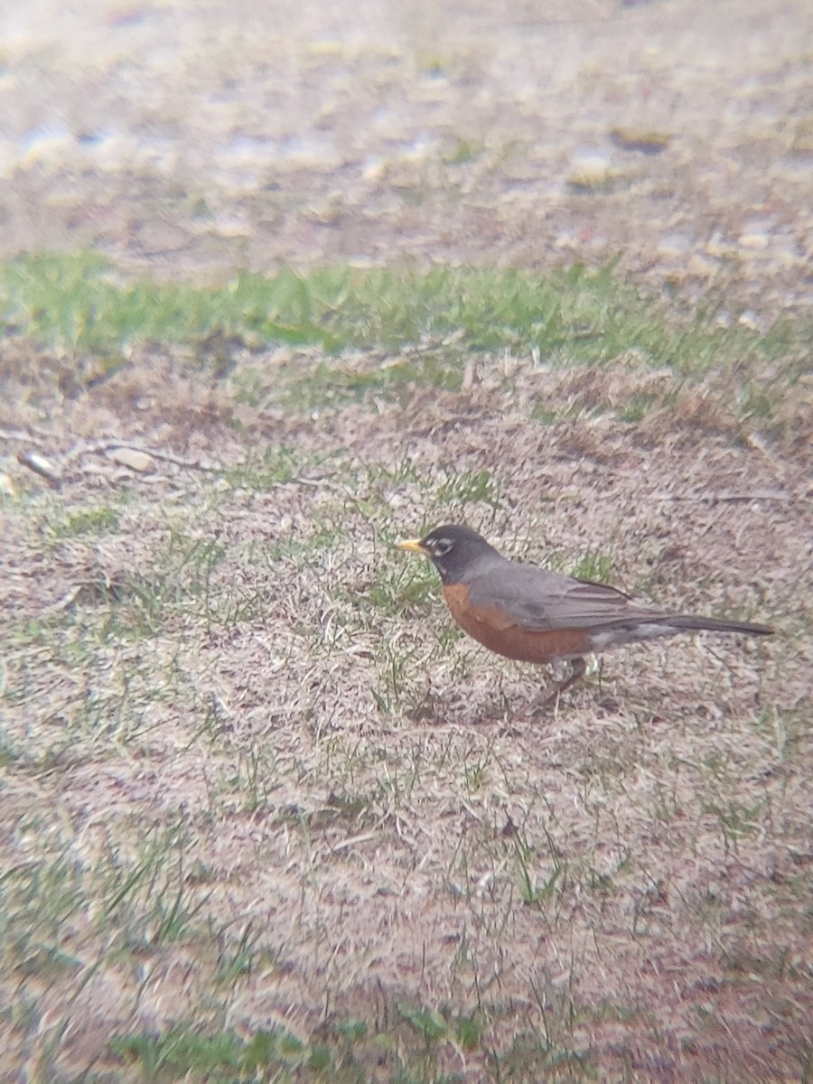 vandretrost - ML635190275