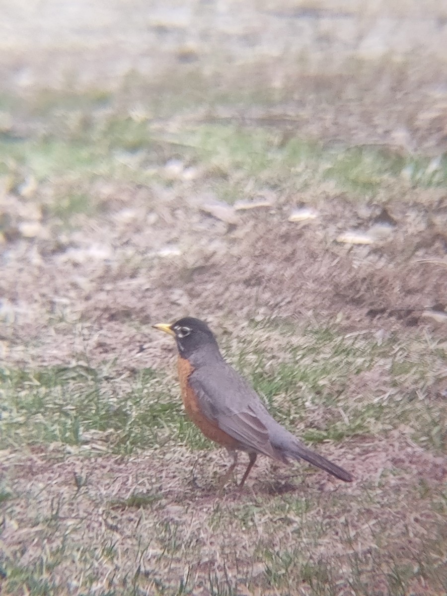 vandretrost - ML635190276