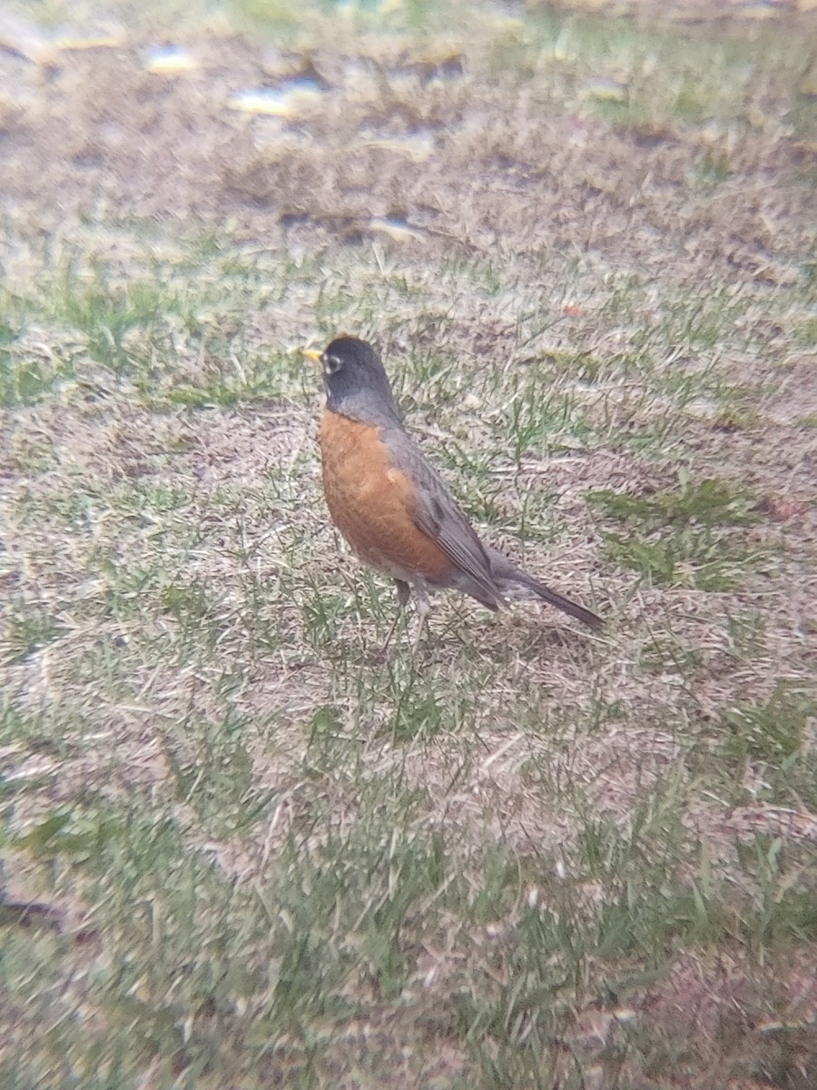 vandretrost - ML635190277