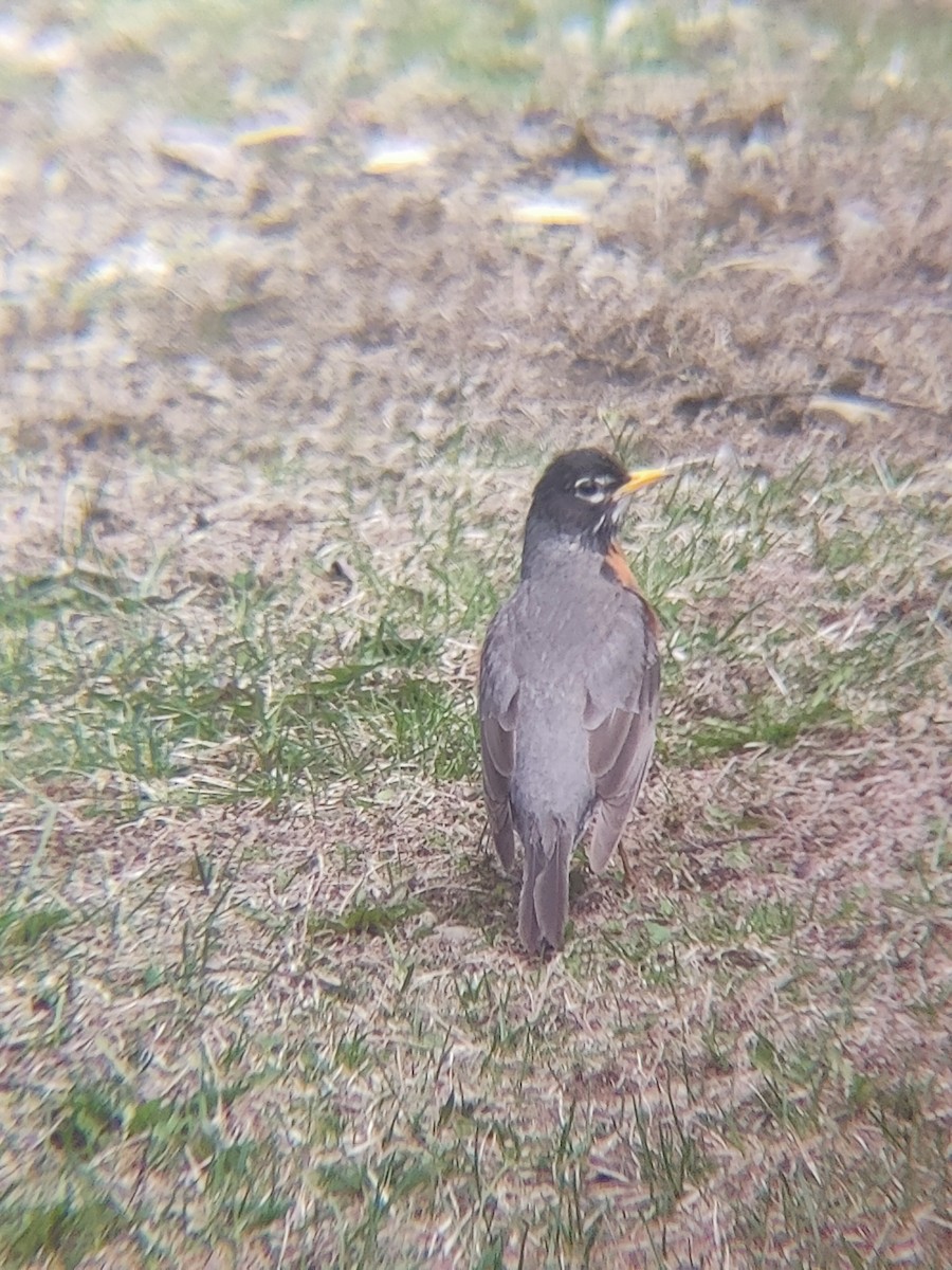 vandretrost - ML635190279