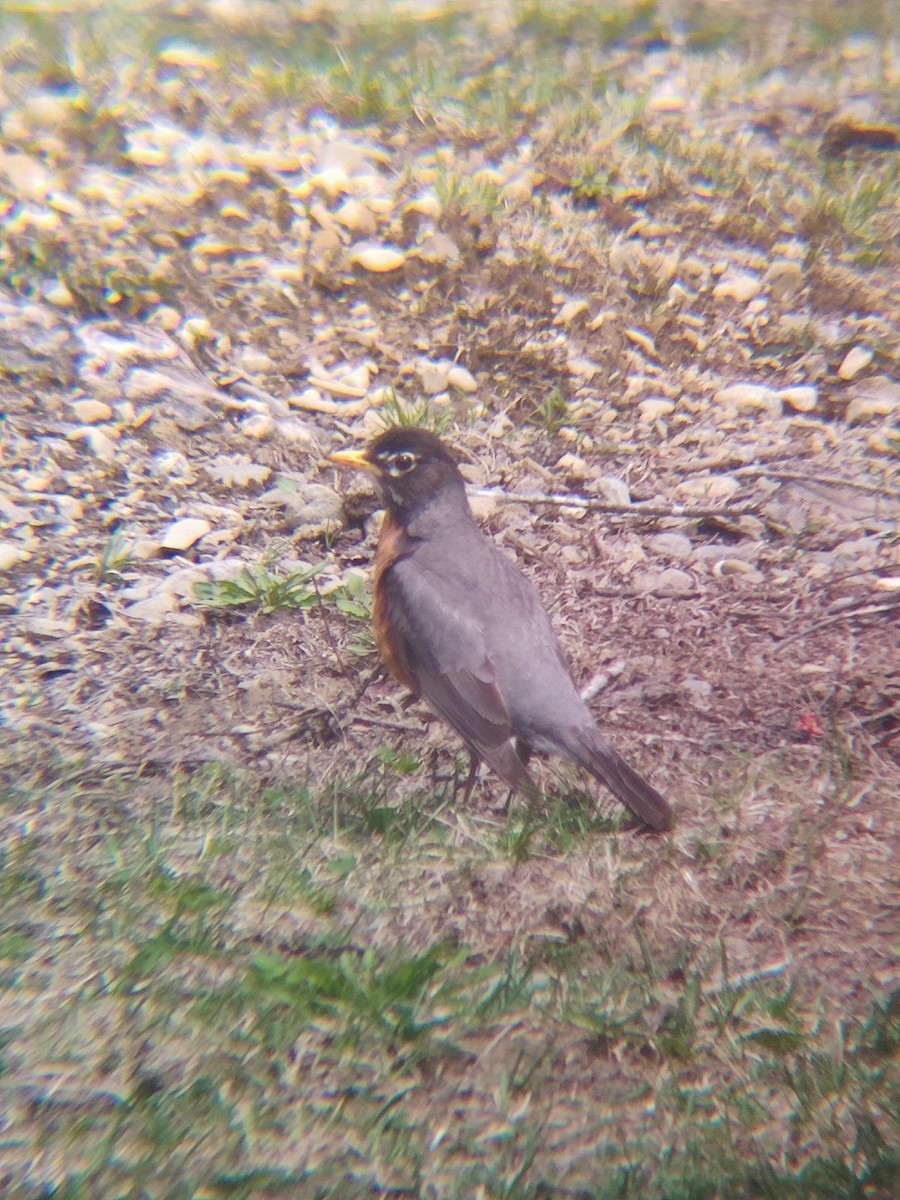 vandretrost - ML635190280