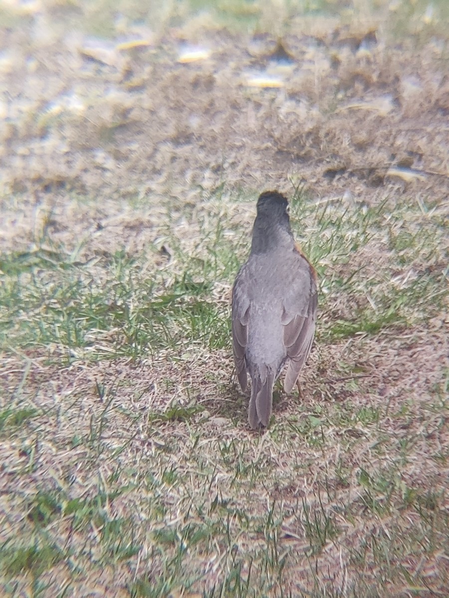 vandretrost - ML635190281