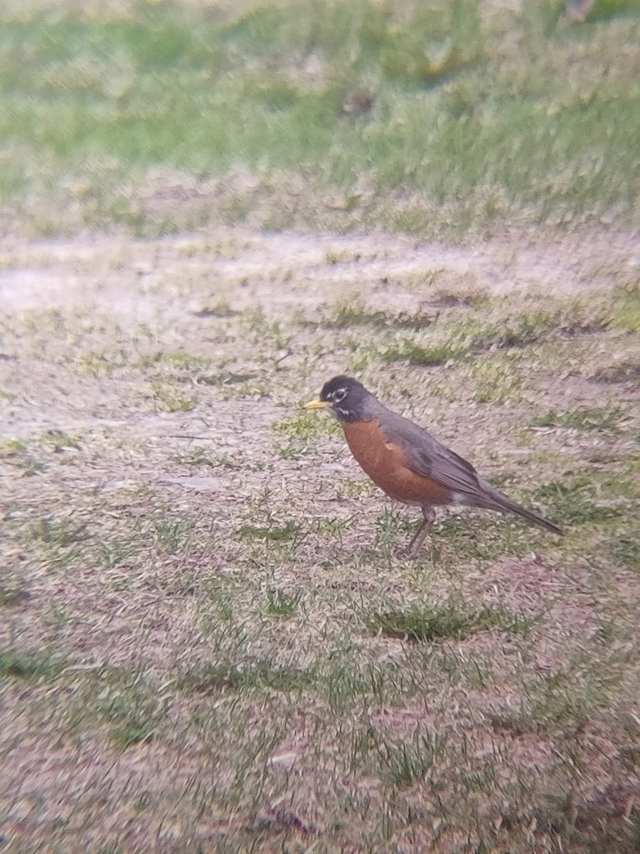 vandretrost - ML635190283