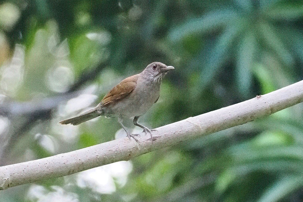 Pale-breasted Thrush - ML635190320