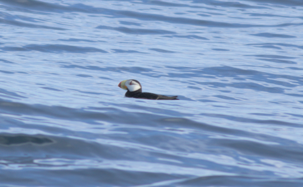 Horned Puffin - ML635190349